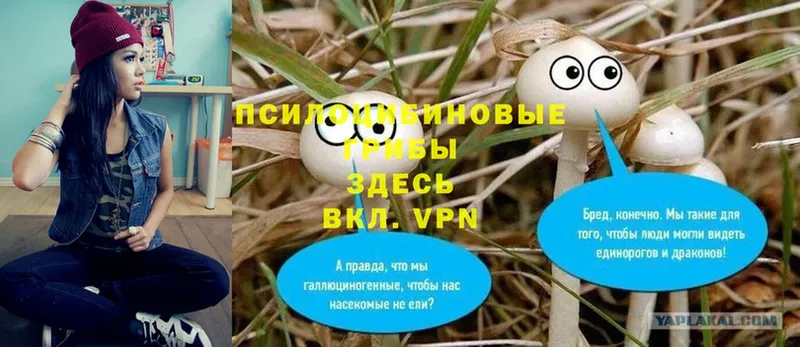 Псилоцибиновые грибы Psilocybe  мега ТОР  Гдов 